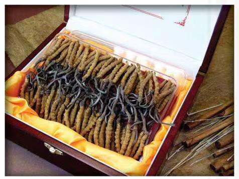 东昌冬虫夏草回收